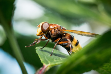 Bremse auf Blatt