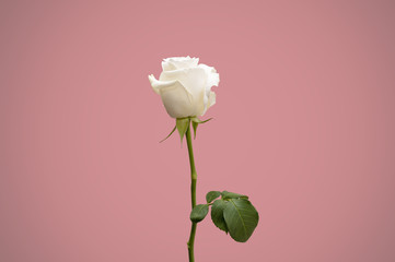 Single rose on colour background isolated, front view