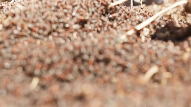 Babel, myriad of red ants moving in anthill. Marco many insects, background. Gradual focus
