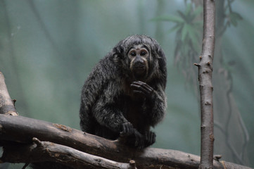A Saki Monkey