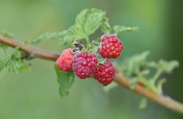 four raspberries on a branch of three ripe and one ripens a blurred green background