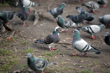 common birds - pigeons near a tree
