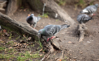common birds - pigeons near a tree