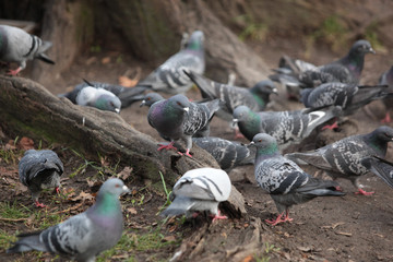 Obraz premium common birds - pigeons near a tree