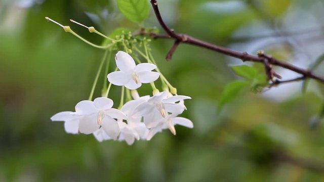 White flower in the garden. The white flower is a short bouquet of fragrant ornamental plants. The name of the tree, wrightia religiosa.