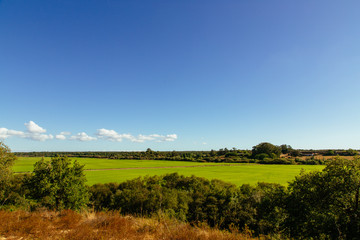 Fototapeta na wymiar View across big green rice plantation in Santerem, Setubal, Portugal. Taken on a hot, sunny July afternoon.