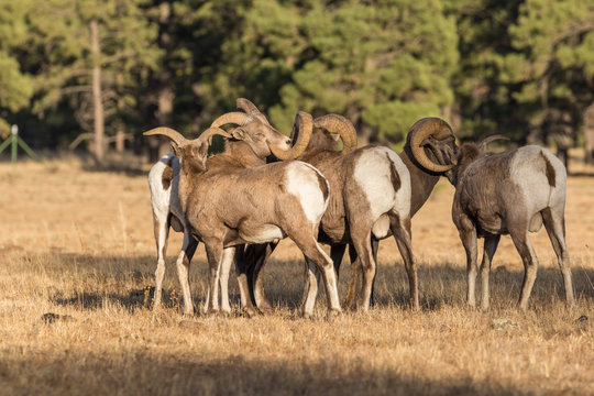 Rocky Mountain Bighorn Sheep Rams in Rut