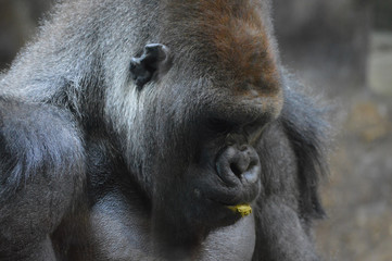 Western Lowland Gorilla