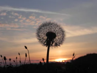Wall murals Dandelion Blowball in the morning