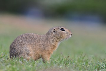 Naklejka na ściany i meble European ground squirrel sitting in the green grass. (Spermophilus citellus)