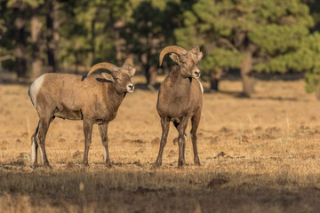 Rocky Mountain Bighorn Sheep Rams in Rut