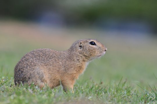 European ground squirrel sitting in the green grass. (Spermophilus citellus)