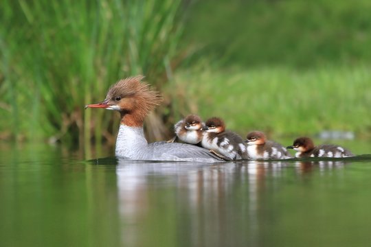 Female goosander, mergus merganser, and babies. Wildlife in Czech.