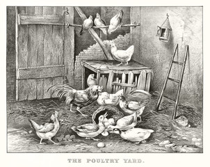 Poultry yard animals in an ancient context. Chickens, hens, ducks, rooster and eggs. Old illustration by Currier & Ives, pub. in New York, 1869 © Mannaggia