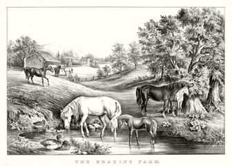 Horses grazing and drinking in farmland. Ancient bucolic context and wonderful landscape. Old illustration by unidentified author, publ. in New York, 1867 © Mannaggia