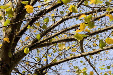 Ahorn im Herbst