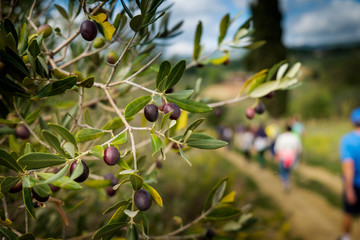 Riparbella, Livorno, Italy - October 05, 2017 - Olive branch in foregroyund and Hikers walk along...