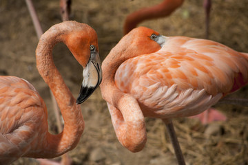American Flamingos  / The American Flamingos  (Phoenicopterus  ruber)  is a large species of flamingo