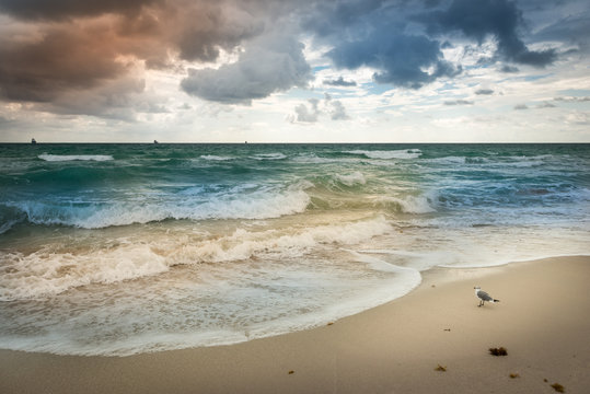 Bird. Miami Beach. Miami Beach. Florida. Bird on the beach sand. Image is an abstract illustration or painting, fine art