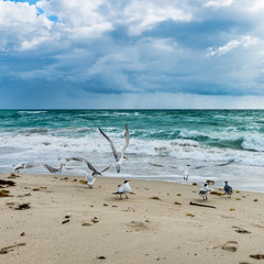 Birds. Miami Beach. Florida. Miami Beach. Florida. Birds on the beach sand.