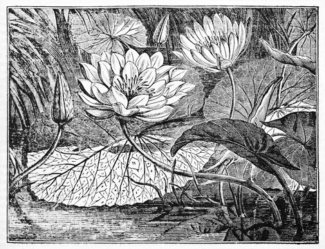 Leaves, flowers and buds of White Egyptian Lotus (Nymphaea lotus). Old Illustration by unidentified author, published on Magasin Pittoresque, Paris, 1834