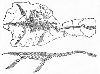 Plesiosaur fossil and restored skeleton. Old Illustration by unidentified author, published on Magasin Pittoresque, Paris, 1834 - obrazy, fototapety, plakaty