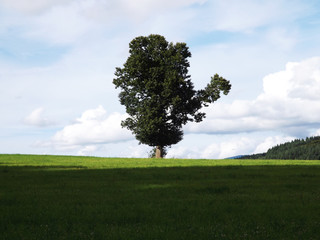 Fototapeta premium Arbre dromadaire