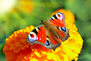 macro of butterfly collecting nectar on the marigolds