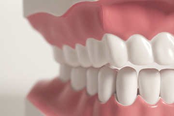 Teeth model