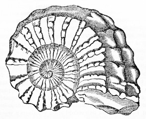 Ancient ammonite fossil depicted in a minimal graphic style and isolated. Old Illustration by unidentified author published on Magasin Pittoresque Paris 1834 © Mannaggia
