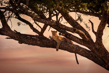 Rolgordijnen Luipaard rust in een boom bij zonsondergang © kjekol
