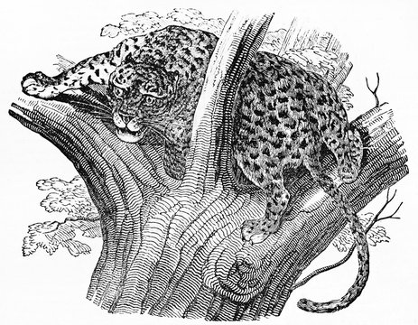Ancient ferocious cheetah (Acinonyx jubatus) upon a tree looking down to a potential prey to realize an ambush. Old Illustration by unidentified author published on Magasin Pittoresque Paris 1834
