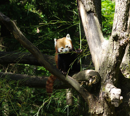  red panda in a tree