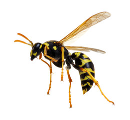 wasp isolated on white