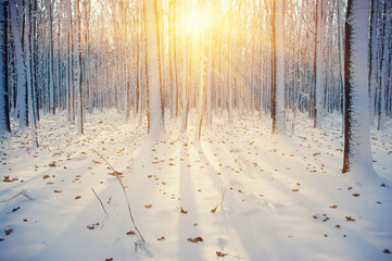  Winter forest  in snow