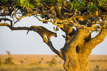 Fototapeta na wymiar Leopard rests in a tree after meal