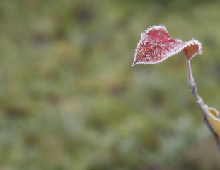 first frost - close up rime frozen red autumn leaf snow crystal covered green  bokeh background