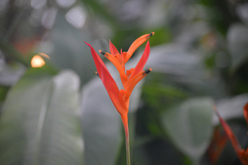 Fototapeta na wymiar Orange flower in the garden