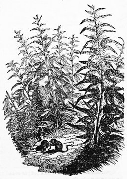 Hemp plants and two little rodents hiding between them. Old Illustration by unidentified author published on Magasin Pittoresque Paris 1834