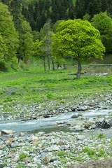 Mountain river in the forests of Abkhazia