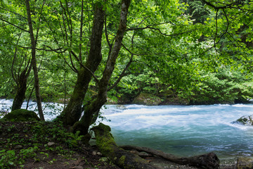 Mountain river in the forests of Abkhazia