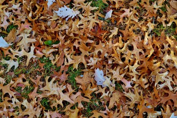 Autumnal Leaves