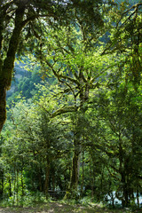 Obraz premium old trees in the forests of Abkhazia. June 2016