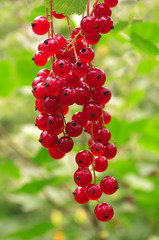 red currant berries in the garden after rain