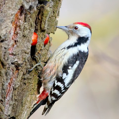 Close up photo of a male middle spotted woodpecker with a tongue