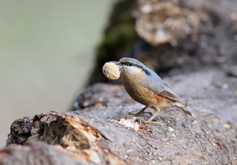 Eurasian nuthatch with a peanut shell in its beak sits on a large log