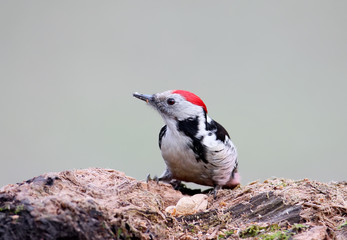 Close up photo of a male middle spotted woodpecker with peanuts sits on large log