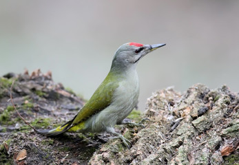 A male of grey woodpecker sits on the forest feeder isolatef on grey blurry background