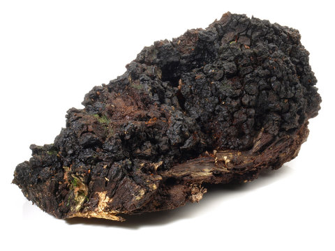Chaga Pilz - frisch