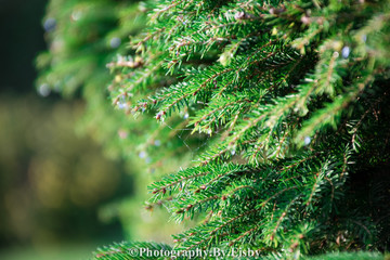 Pine with water drops 